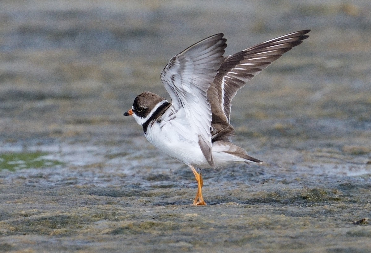 Semipalmated Plover - ML620865829