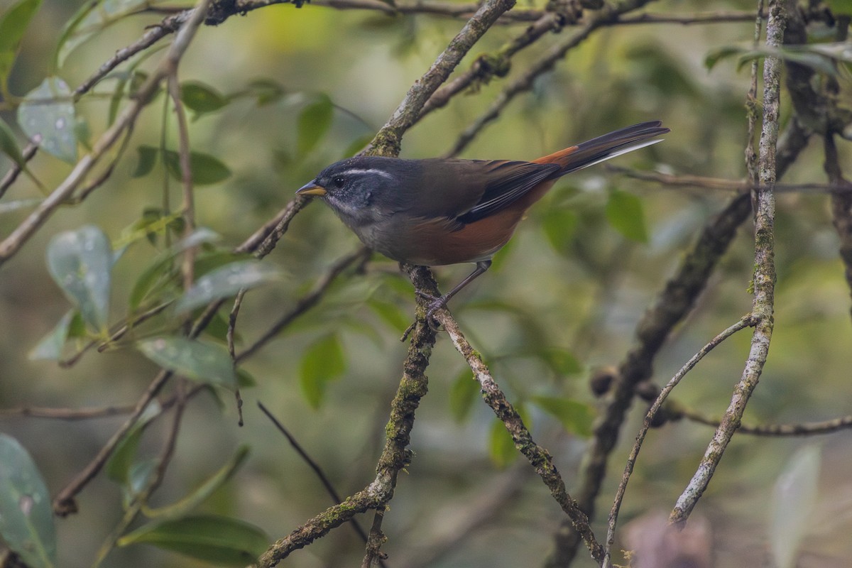 Gray-throated Warbling Finch - ML620865839