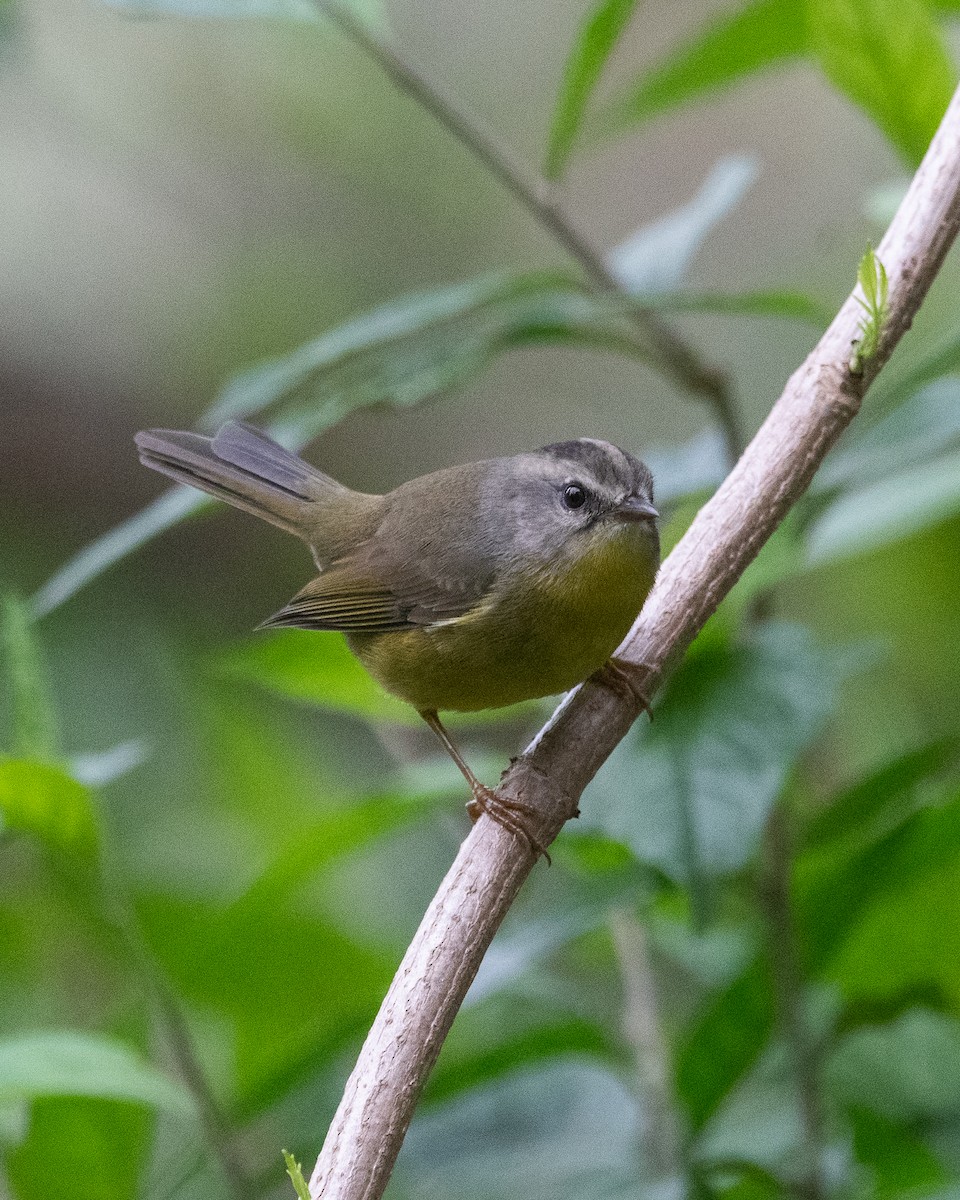 Paruline à couronne dorée - ML620865851