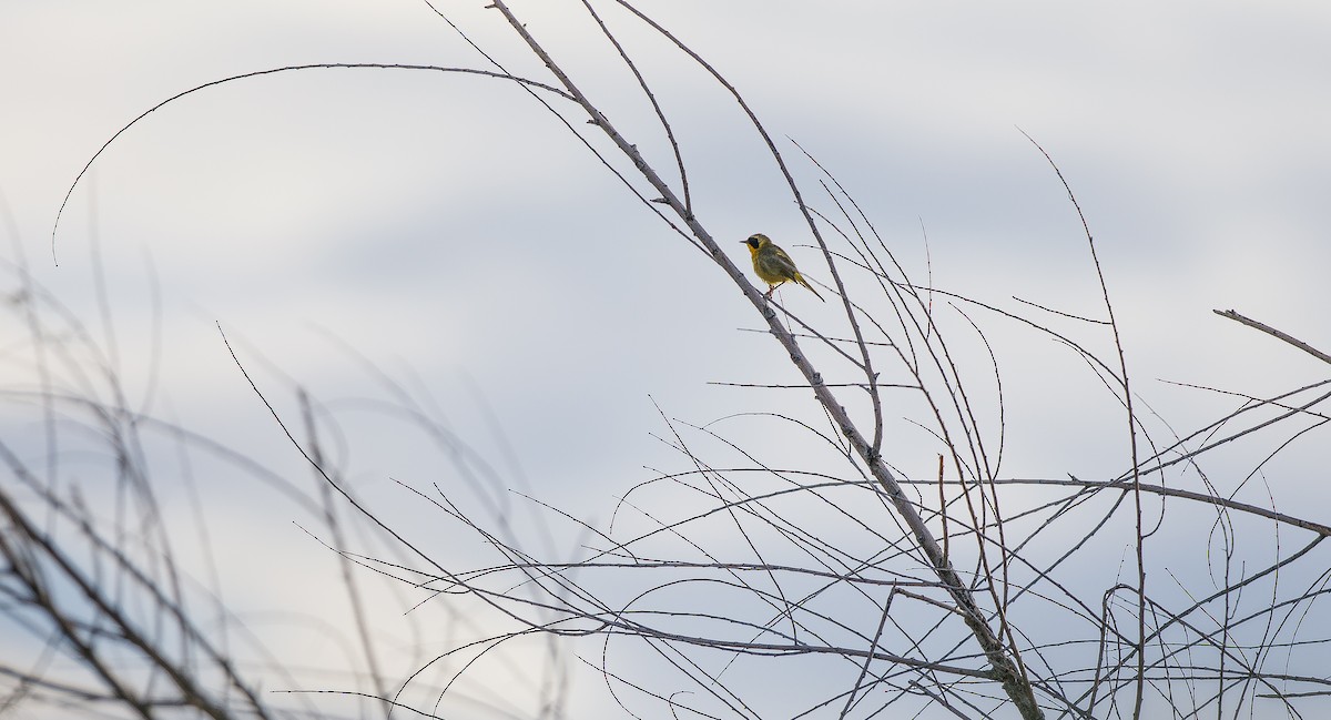 Common Yellowthroat - ML620865872