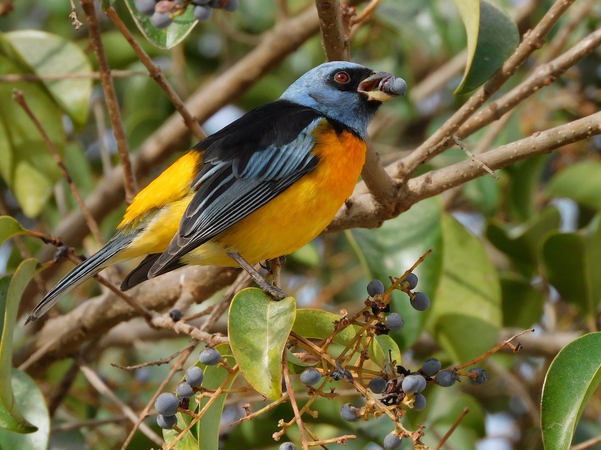 Blue-and-yellow Tanager - Nazareno Yunes Del Carlo