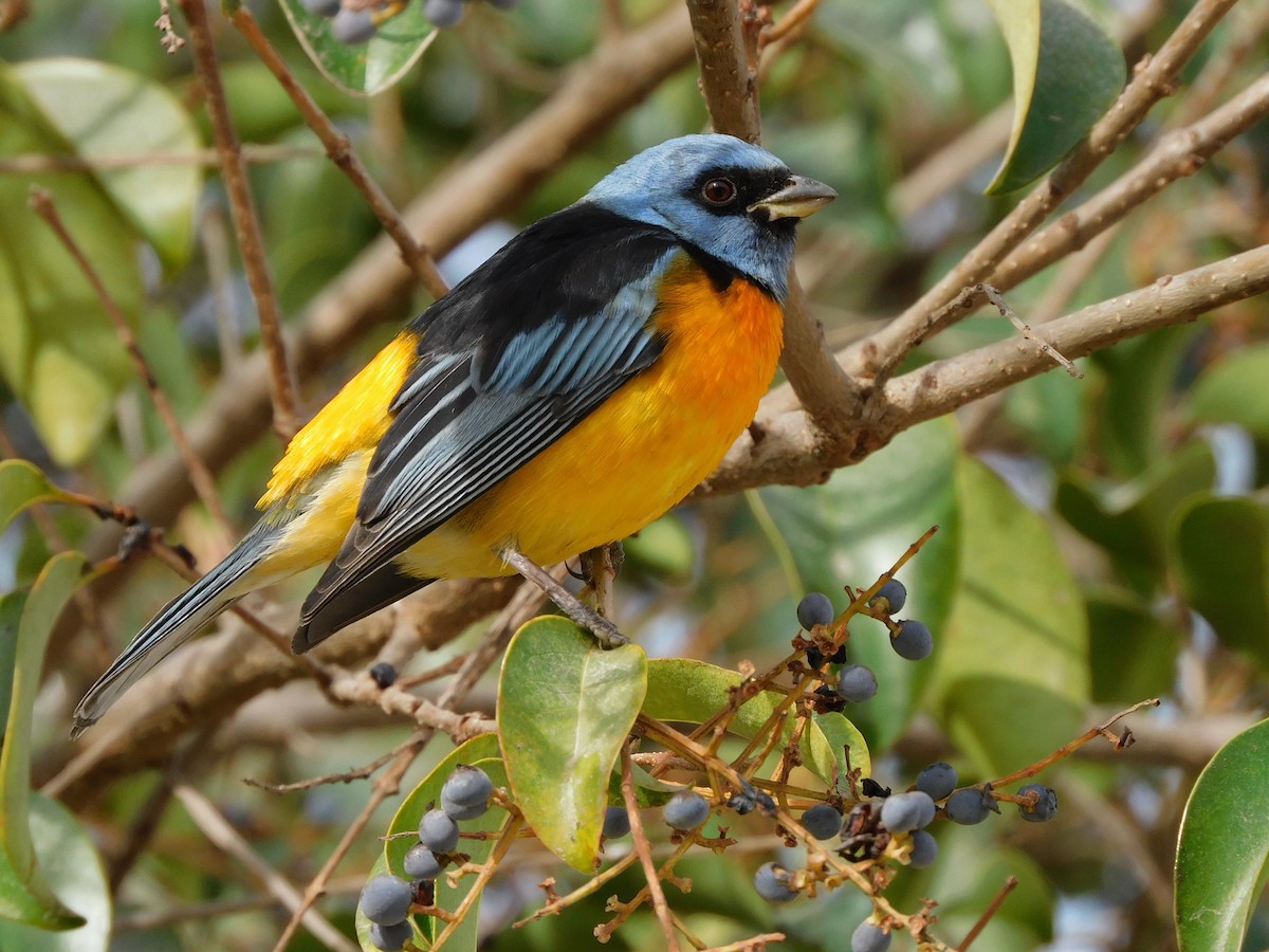 Blue-and-yellow Tanager - ML620865878