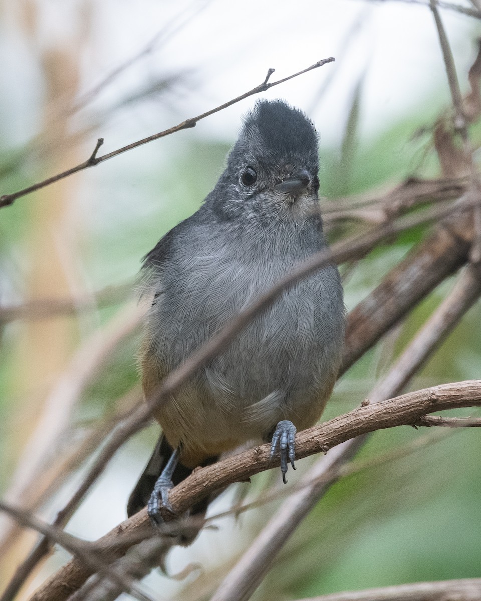 Variable Antshrike - Nicolas Mazzini