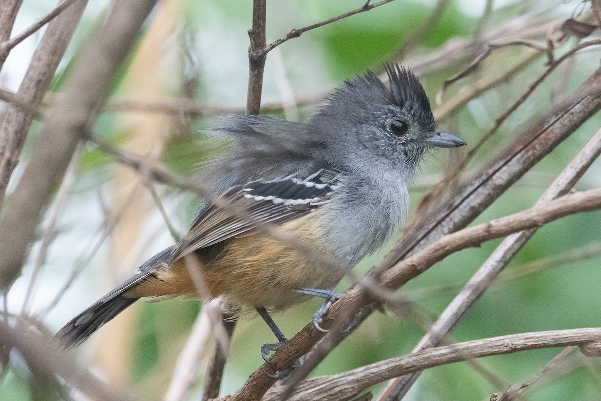 Variable Antshrike - ML620865884