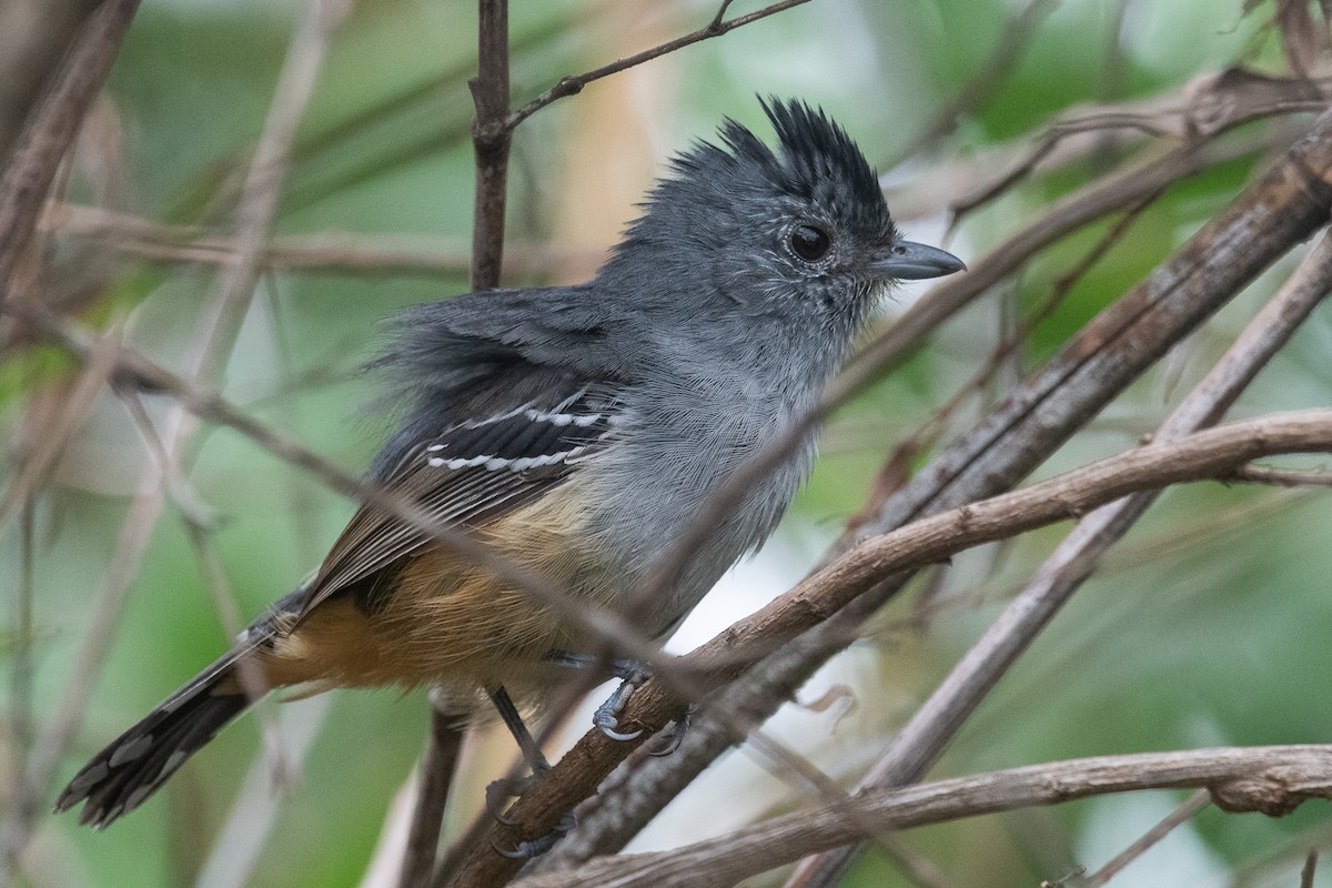 Variable Antshrike - ML620865885