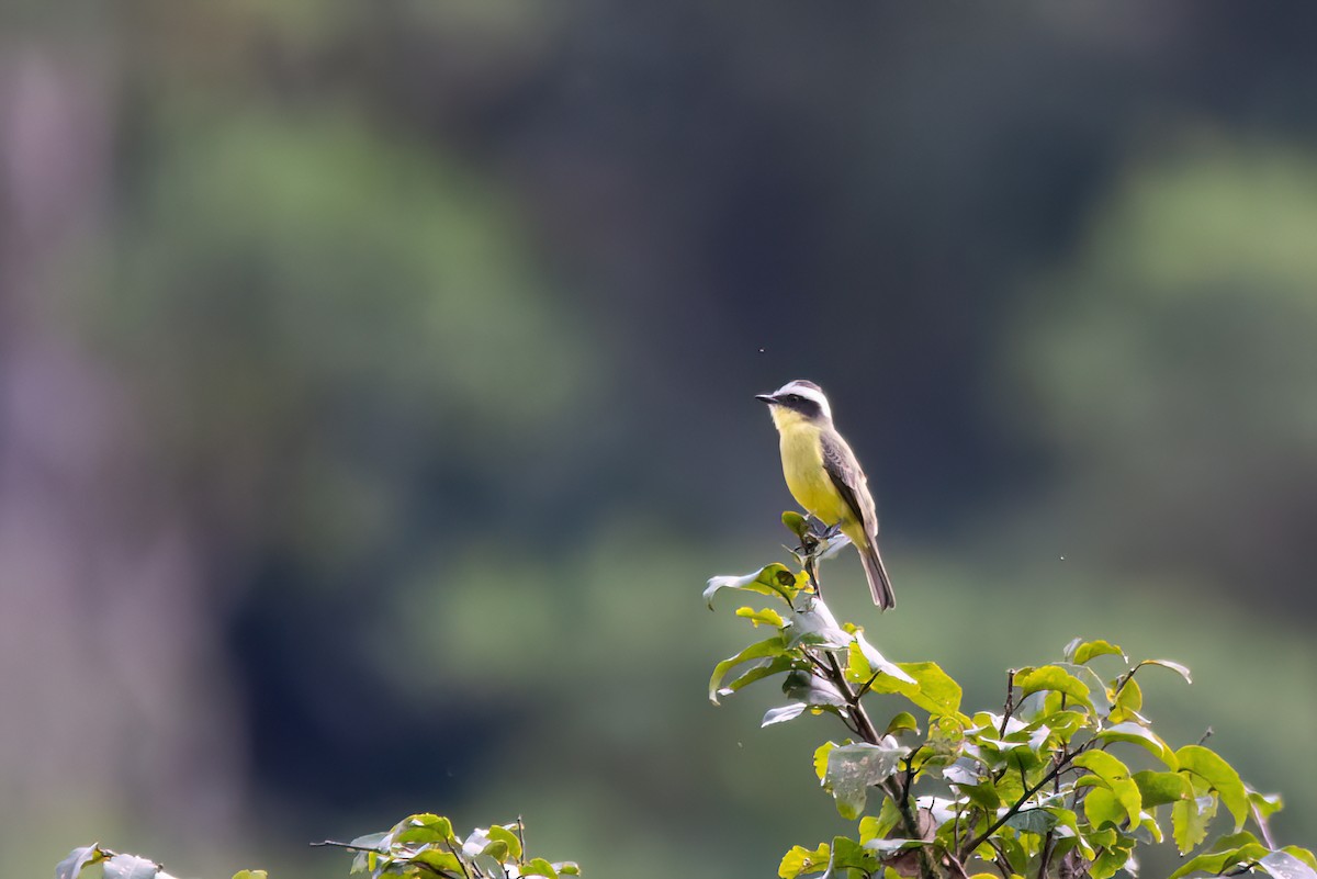 Three-striped Flycatcher - Marcos Eugênio Birding Guide