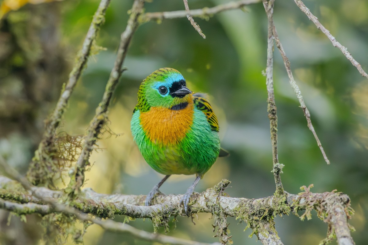Brassy-breasted Tanager - ML620865923