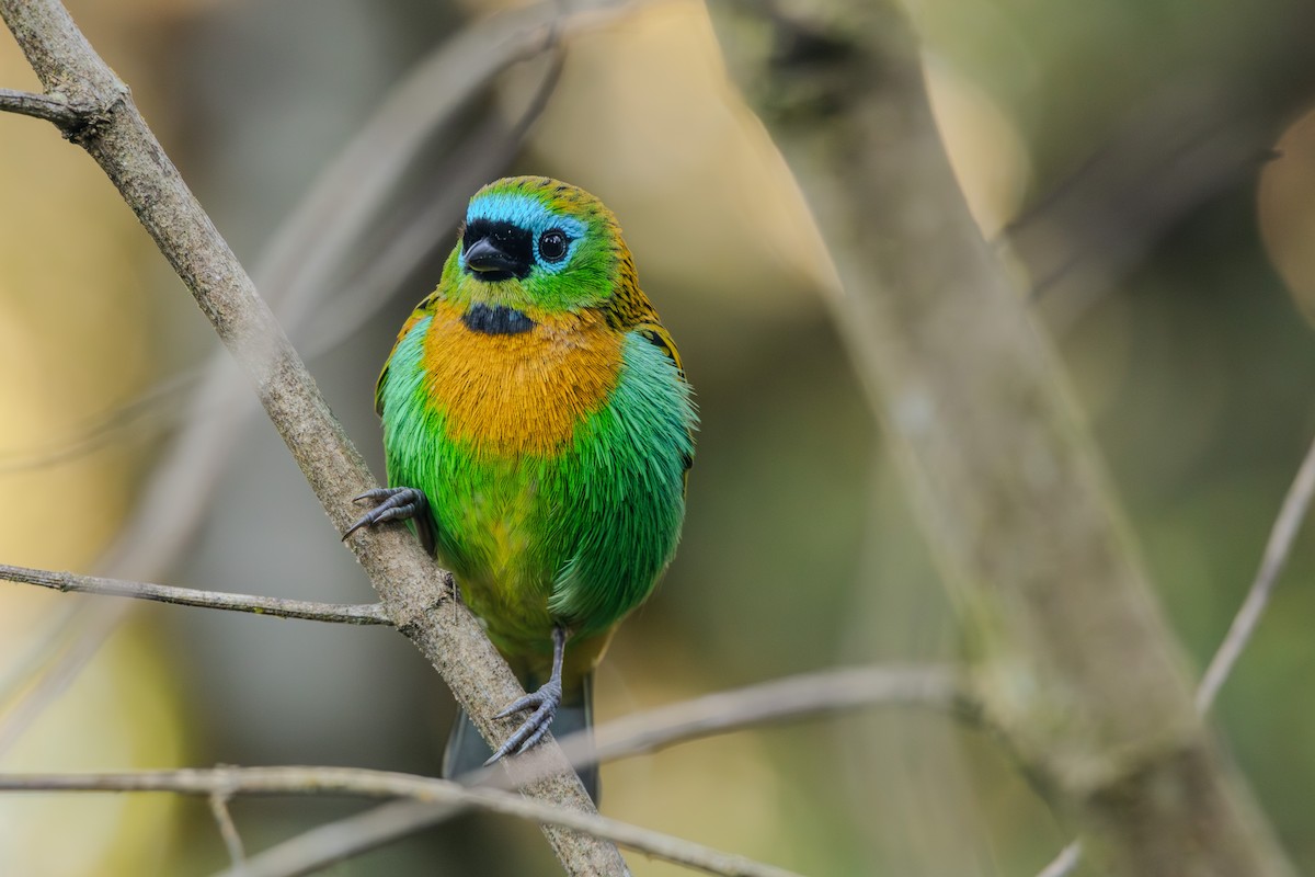Brassy-breasted Tanager - ML620865926