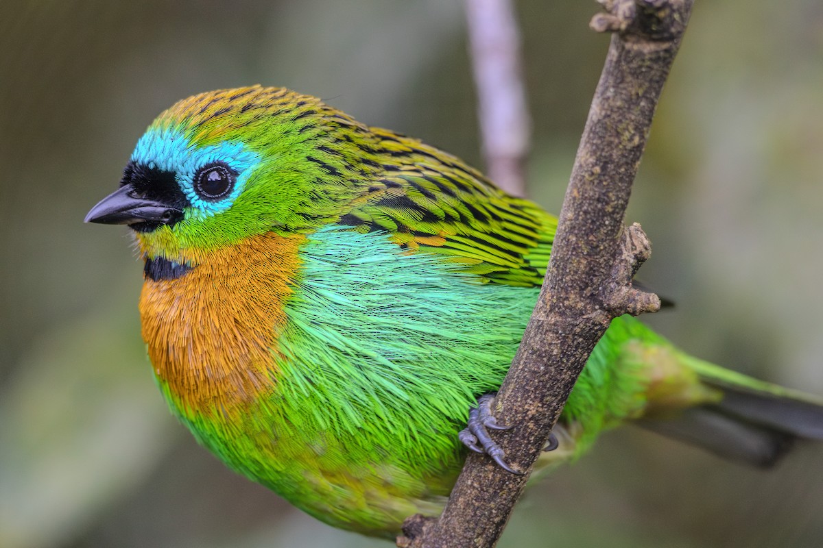 Brassy-breasted Tanager - ML620865934
