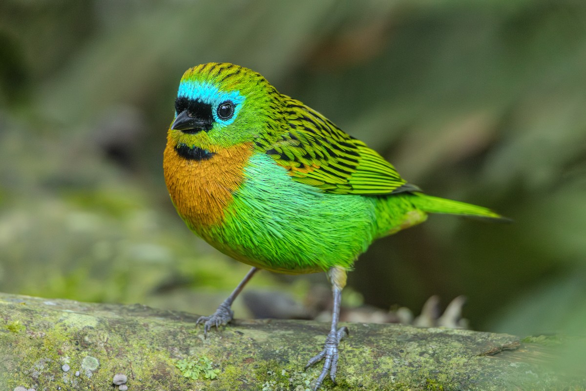 Brassy-breasted Tanager - Guto Magalhães