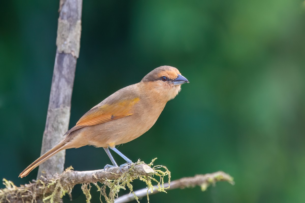 Brown Tanager - ML620865951