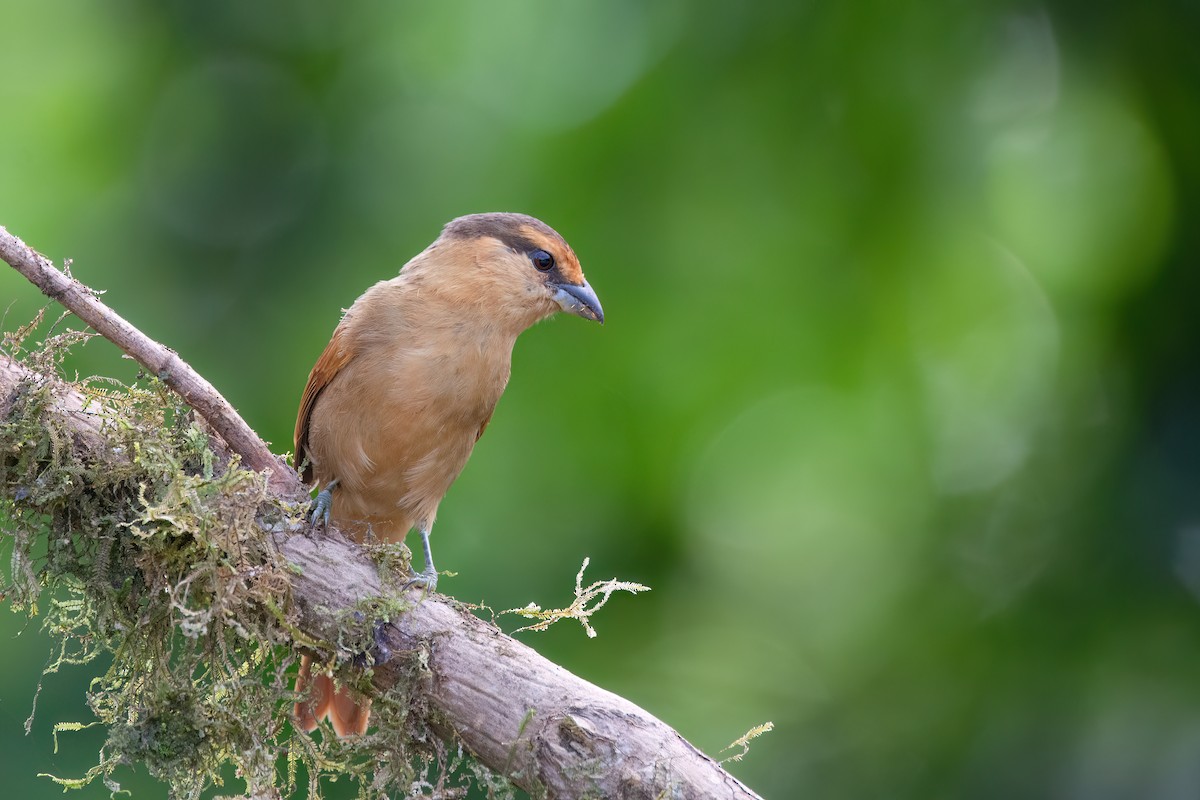 Brown Tanager - ML620865953