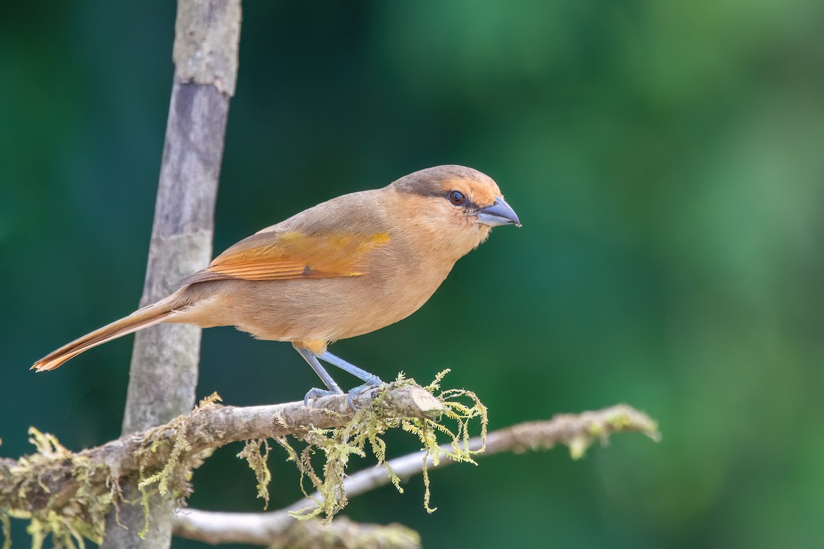 Brown Tanager - ML620865954