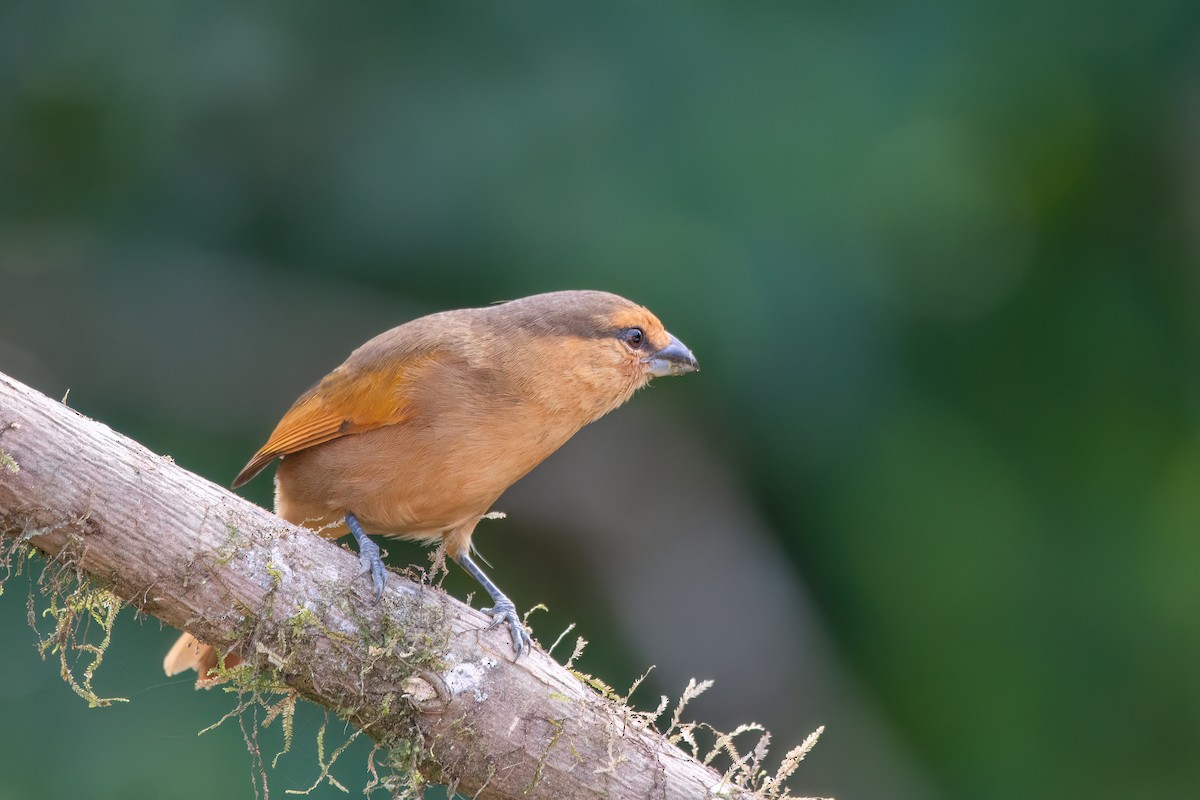 Brown Tanager - ML620865955