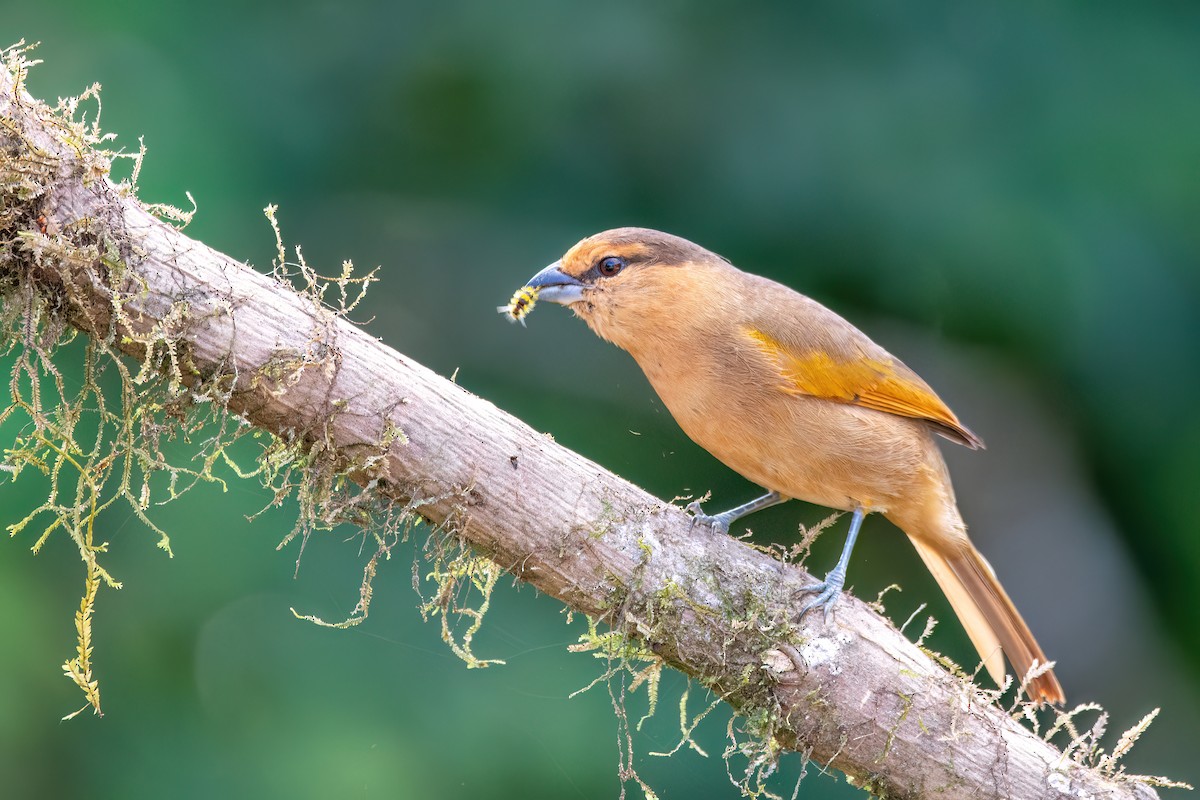 Brown Tanager - ML620865956