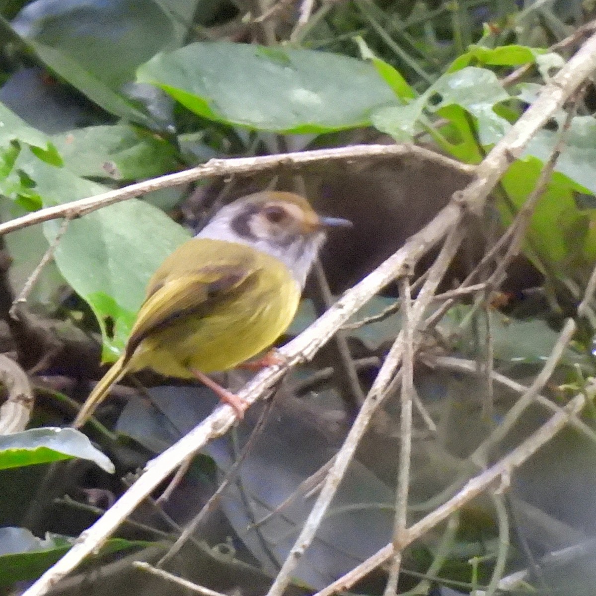 Eared Pygmy-Tyrant - Pablo Bruni