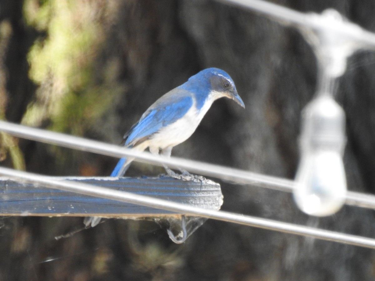 California Scrub-Jay - ML620865963