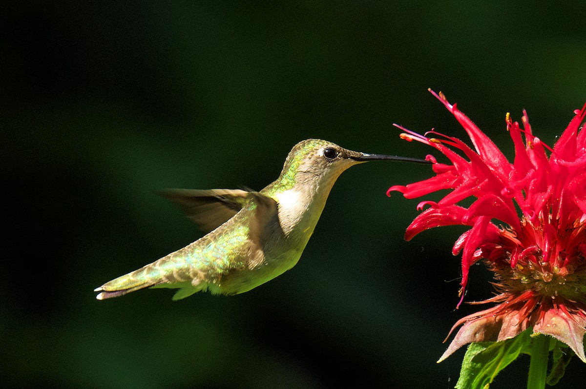 Ruby-throated Hummingbird - ML620865968