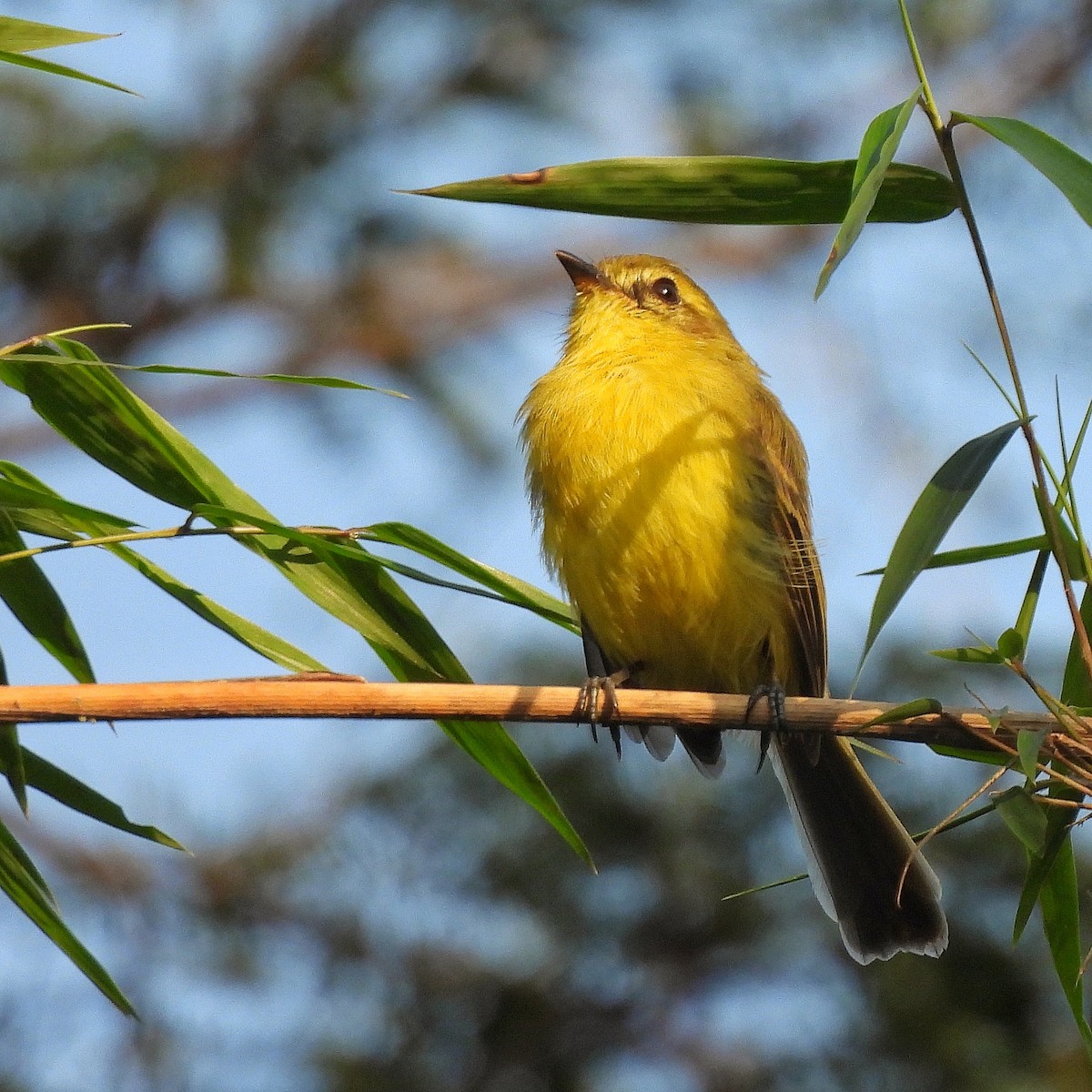 Yellow Tyrannulet - ML620865986