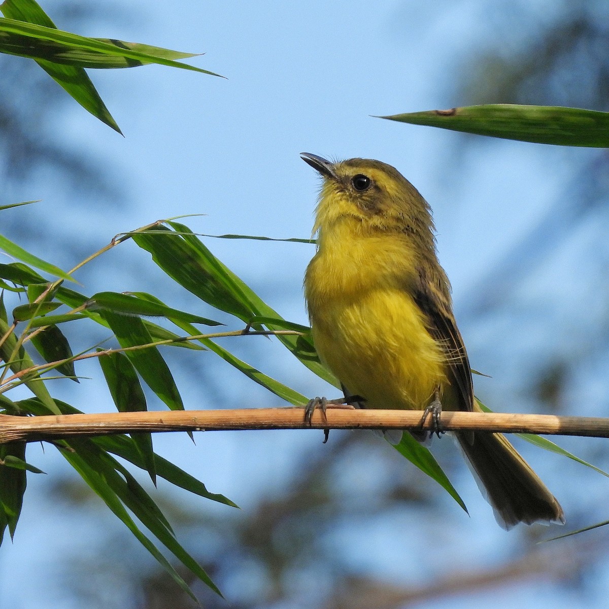 Yellow Tyrannulet - ML620865987