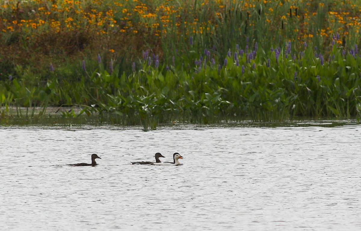 Canard colvert - ML620865988