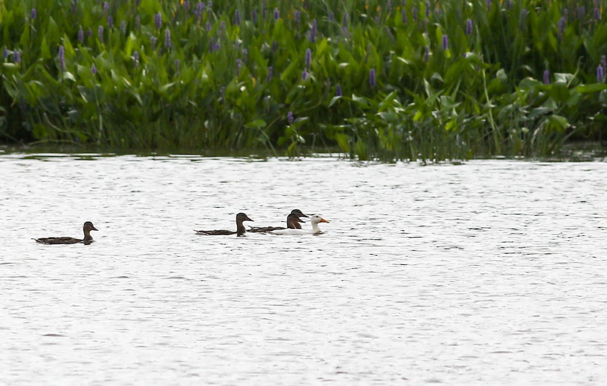 Canard colvert - ML620865989