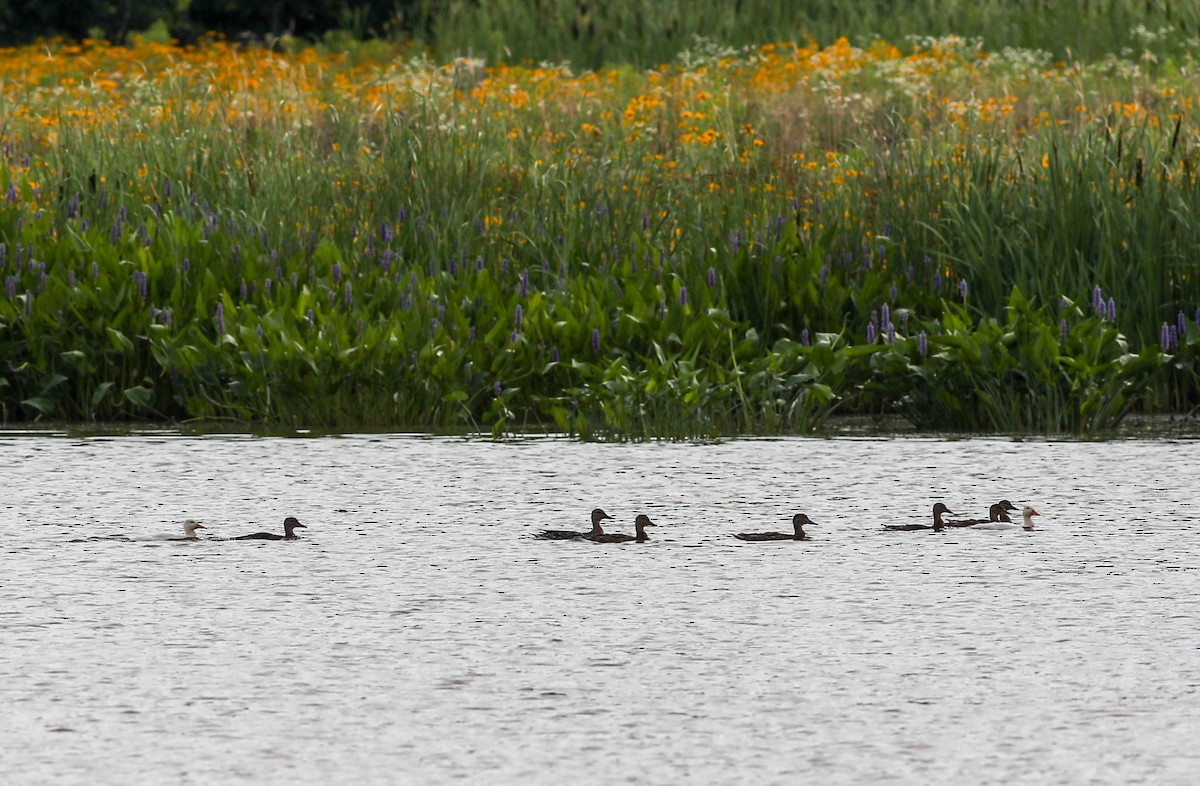 Canard colvert - ML620865990