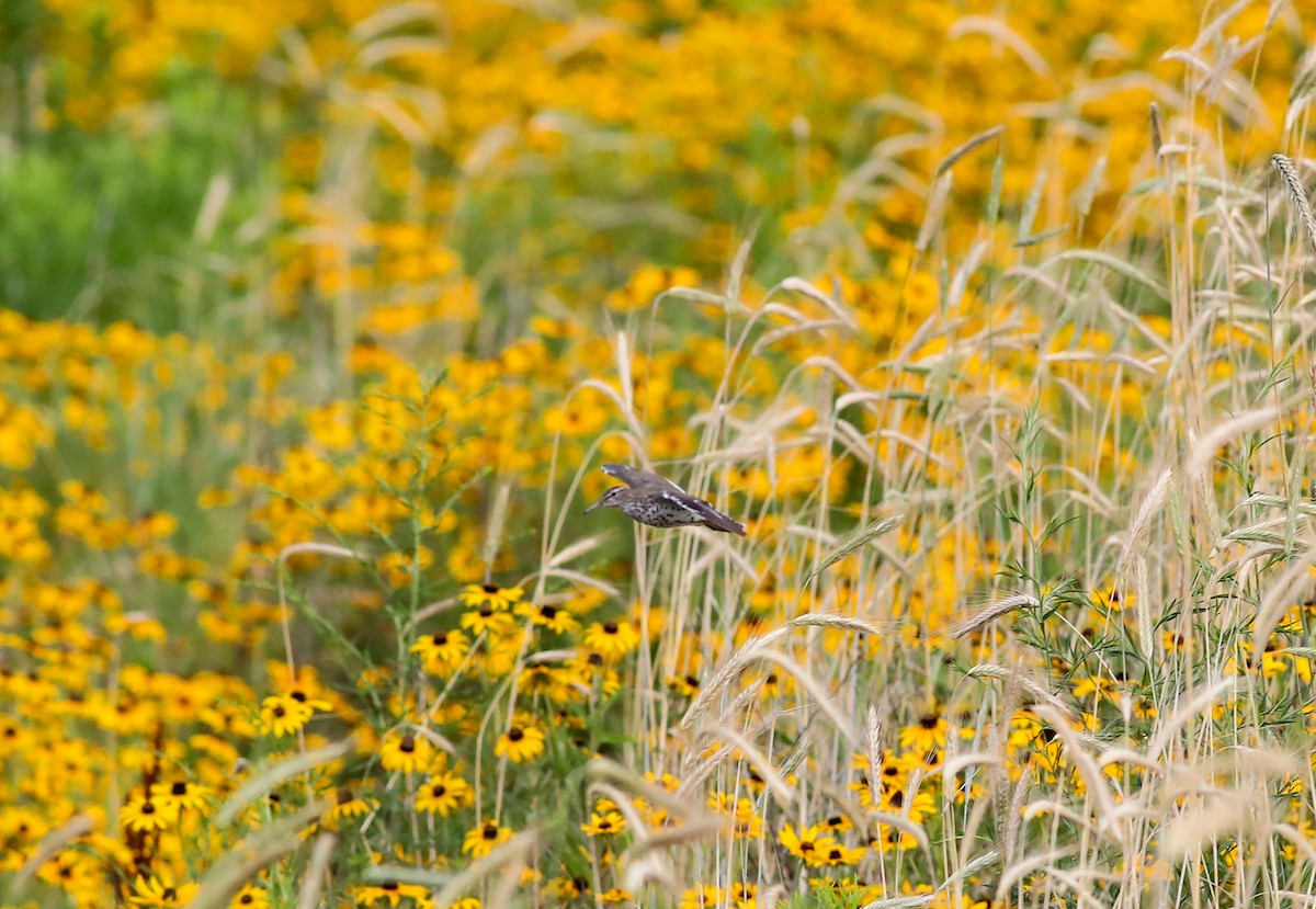 Spotted Sandpiper - ML620865999