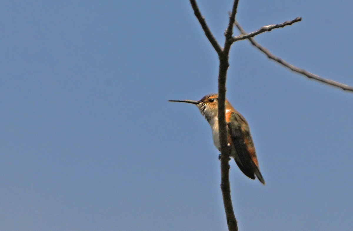 Allen's Hummingbird - ML620866004