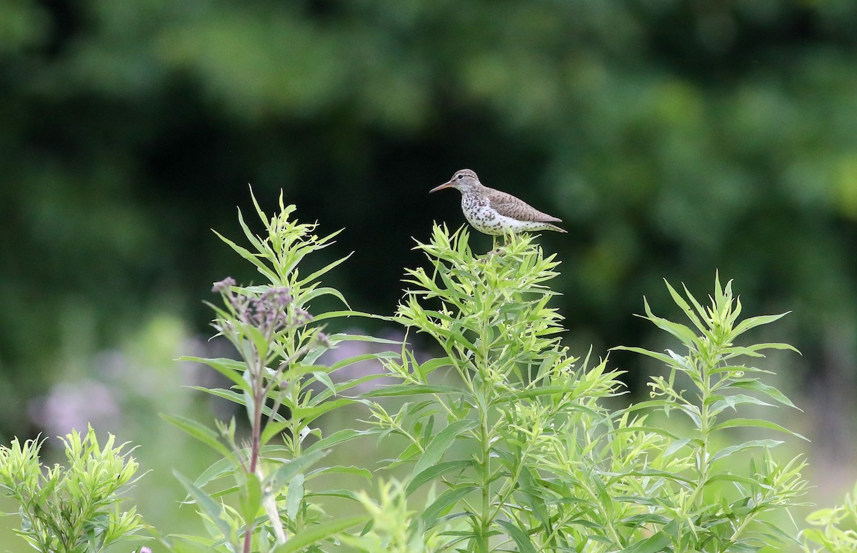 Spotted Sandpiper - ML620866006