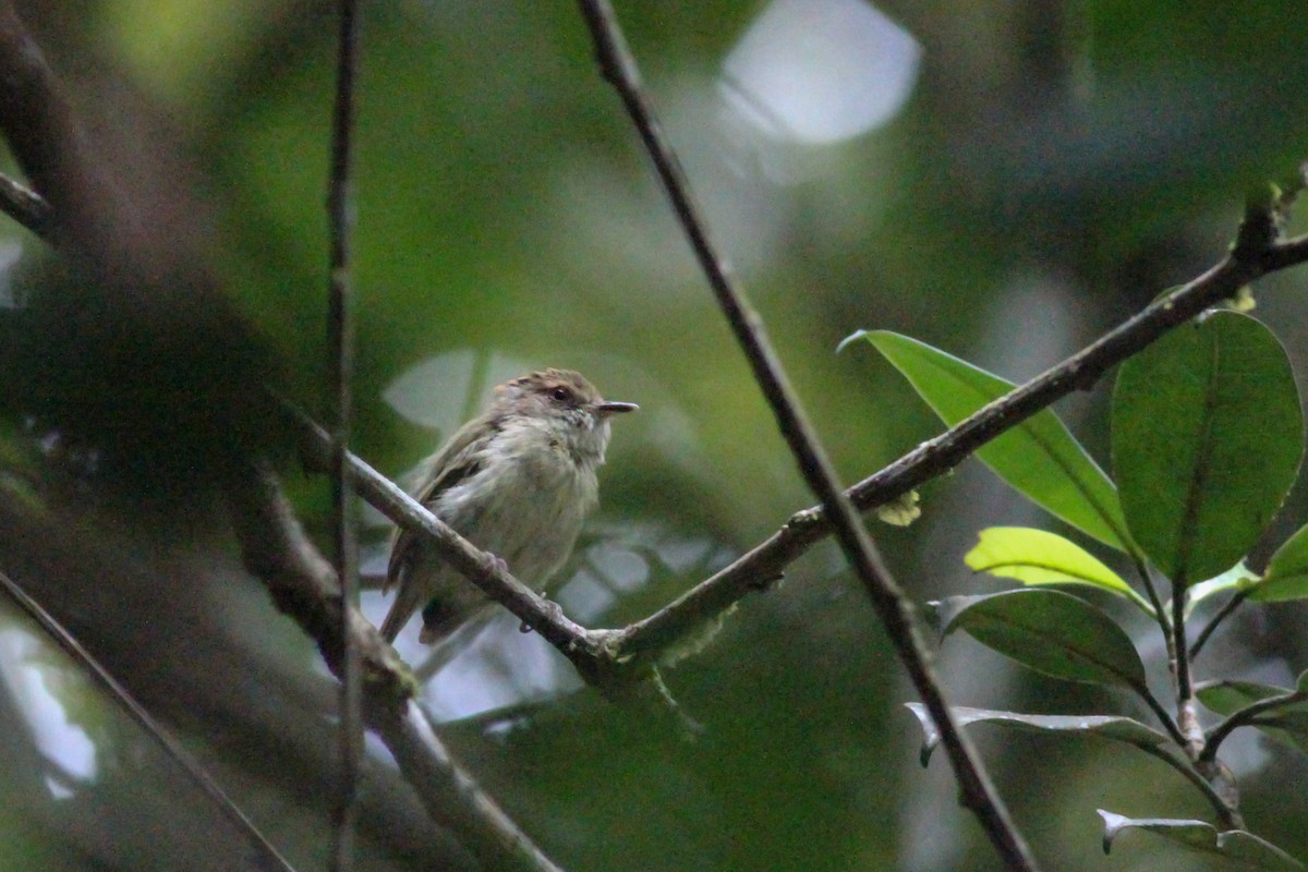 Scale-crested Pygmy-Tyrant - ML620866010