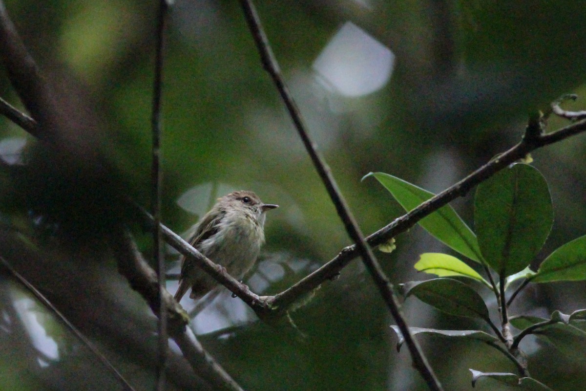 Scale-crested Pygmy-Tyrant - ML620866011