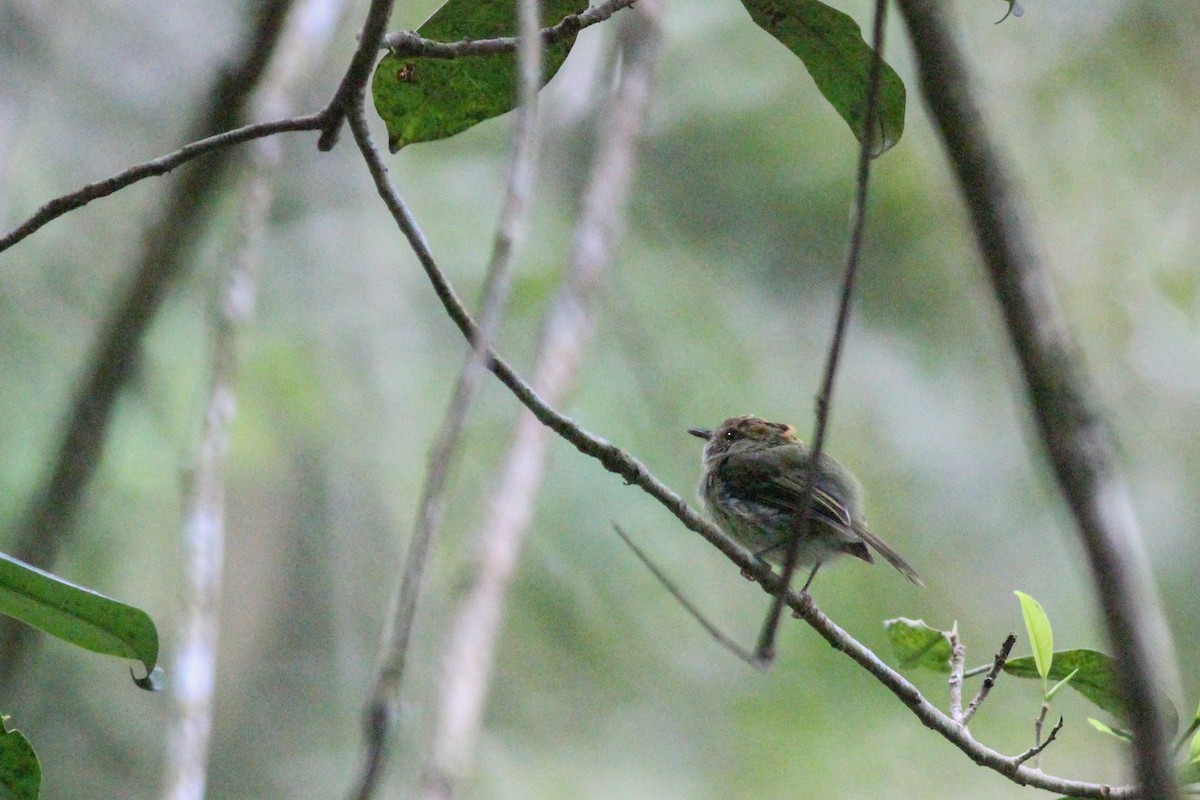 Scale-crested Pygmy-Tyrant - ML620866012
