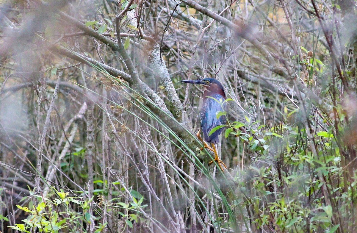 Green Heron - ML620866021