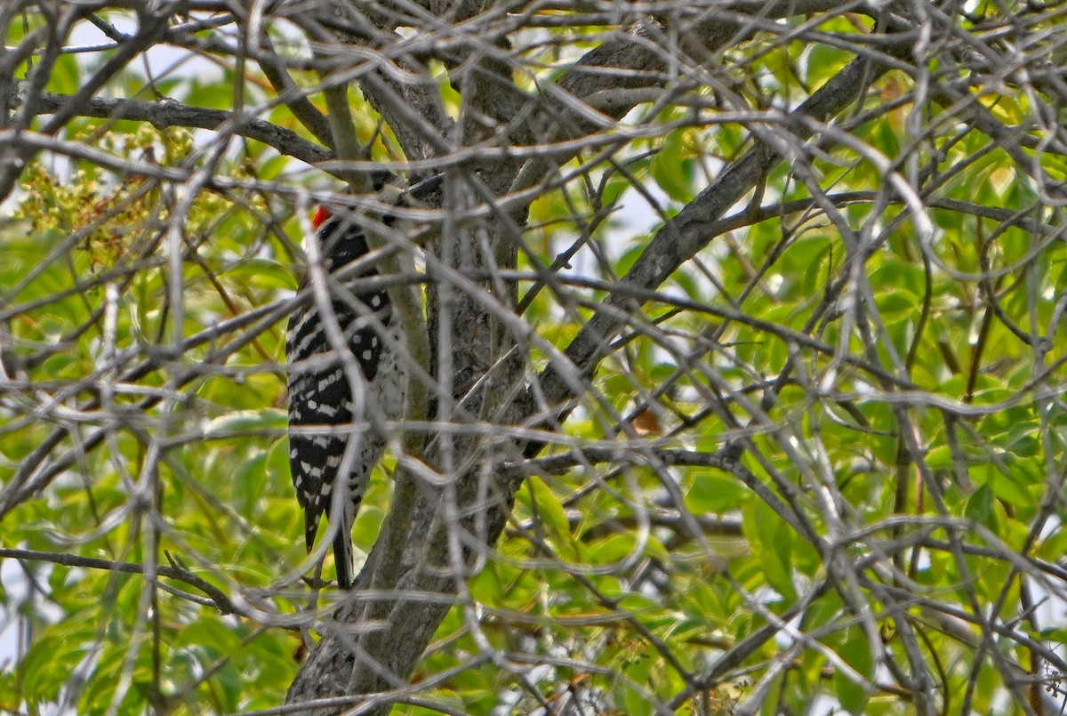 Nuttall's Woodpecker - ML620866038