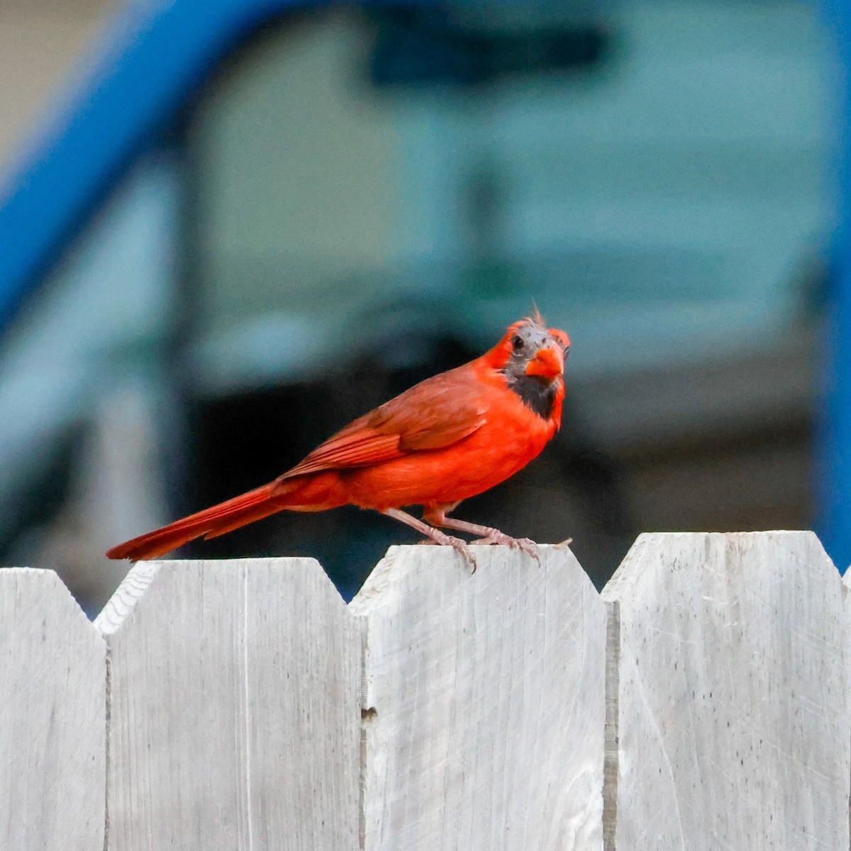 Cardinal rouge - ML620866048