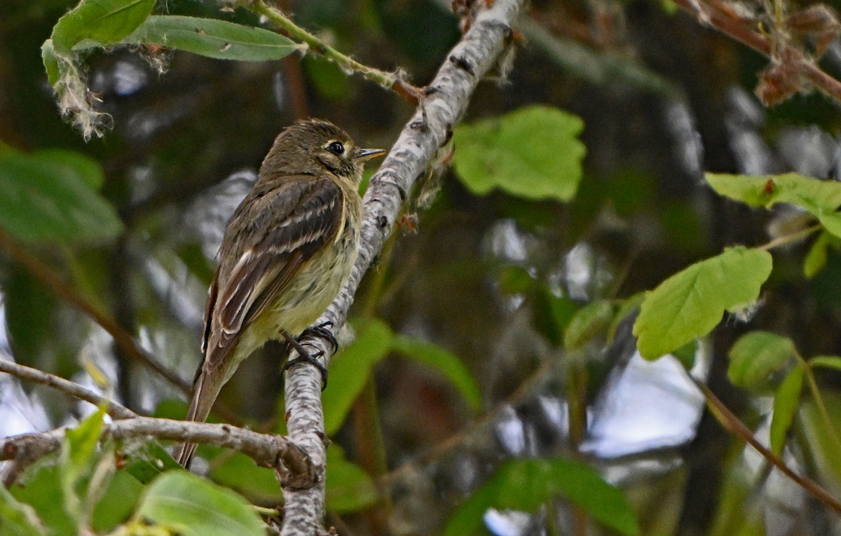 Western Flycatcher - Paul Nale