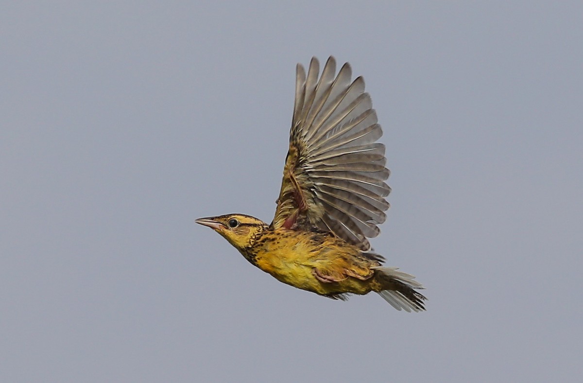 Eastern Meadowlark - ML620866062