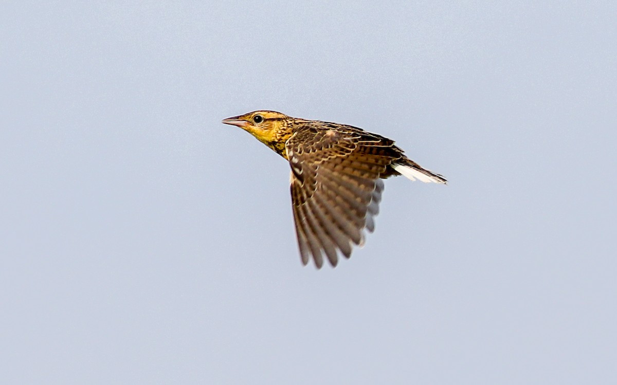 Eastern Meadowlark - ML620866063