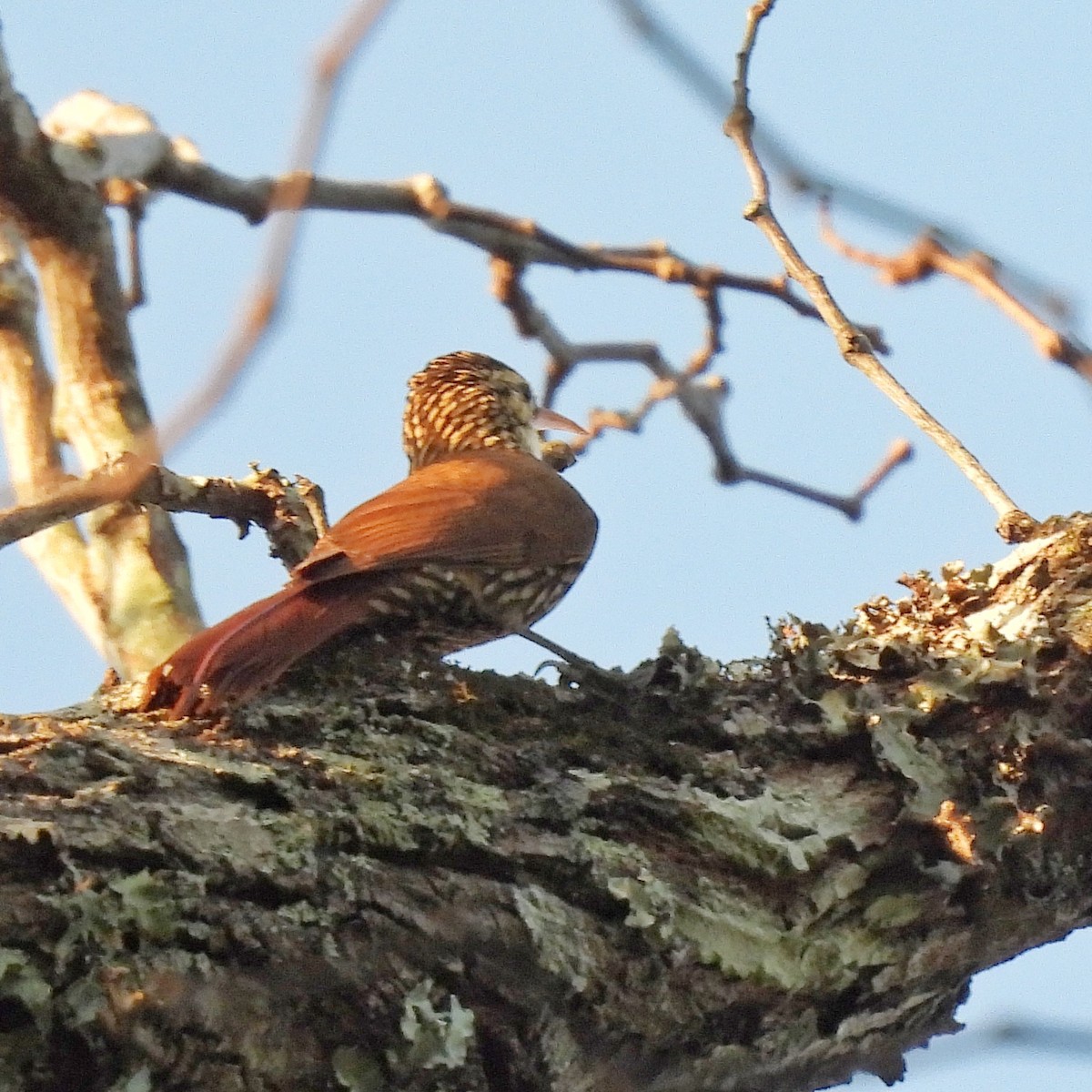 Scalloped Woodcreeper - ML620866072