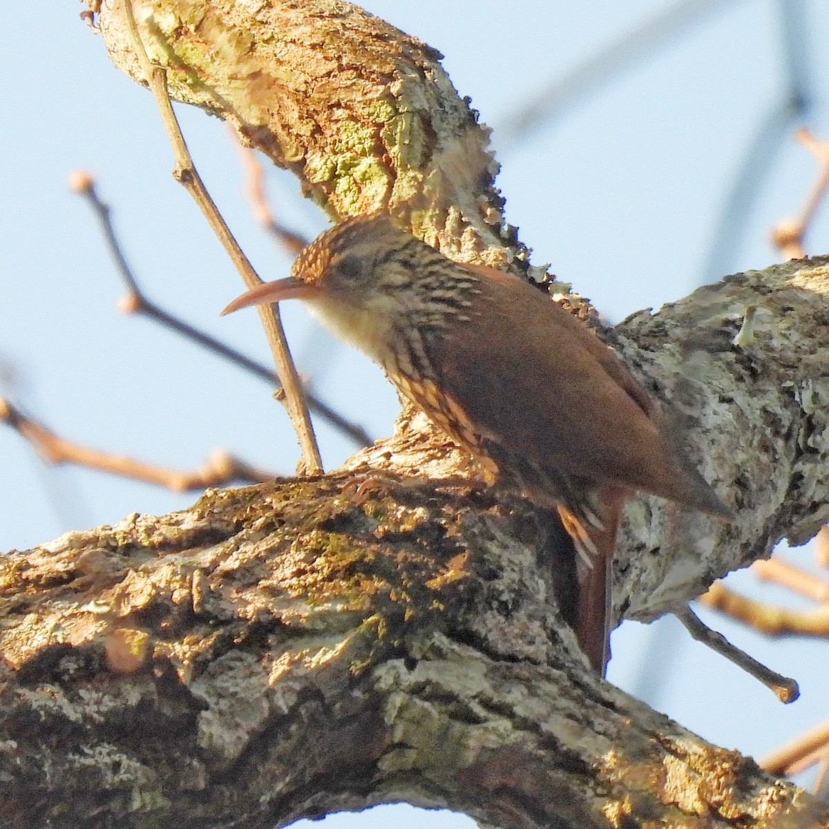 Scalloped Woodcreeper - ML620866073