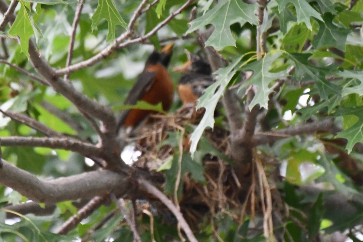 American Robin - ML620866080