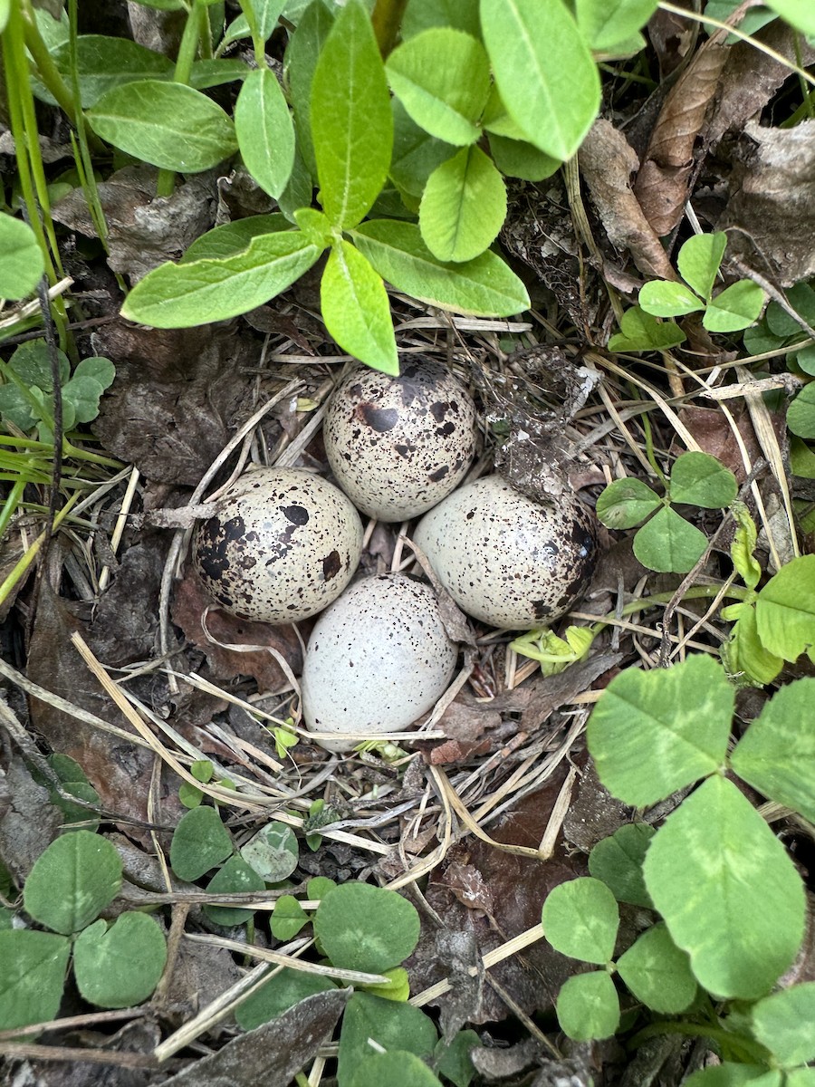 Spotted Sandpiper - ML620866090