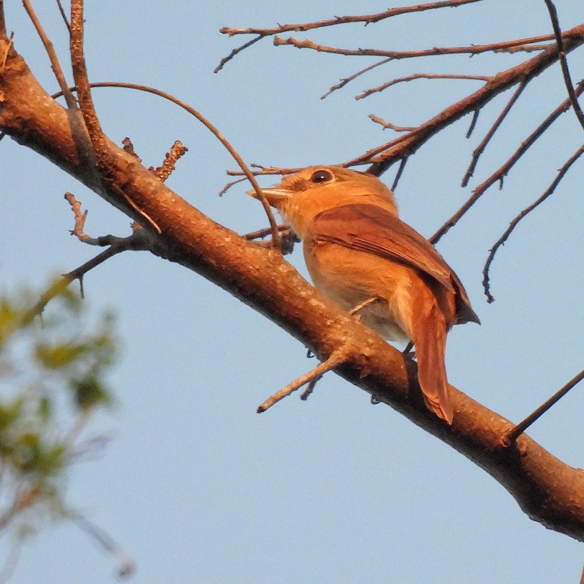 Chestnut-crowned Becard - ML620866097