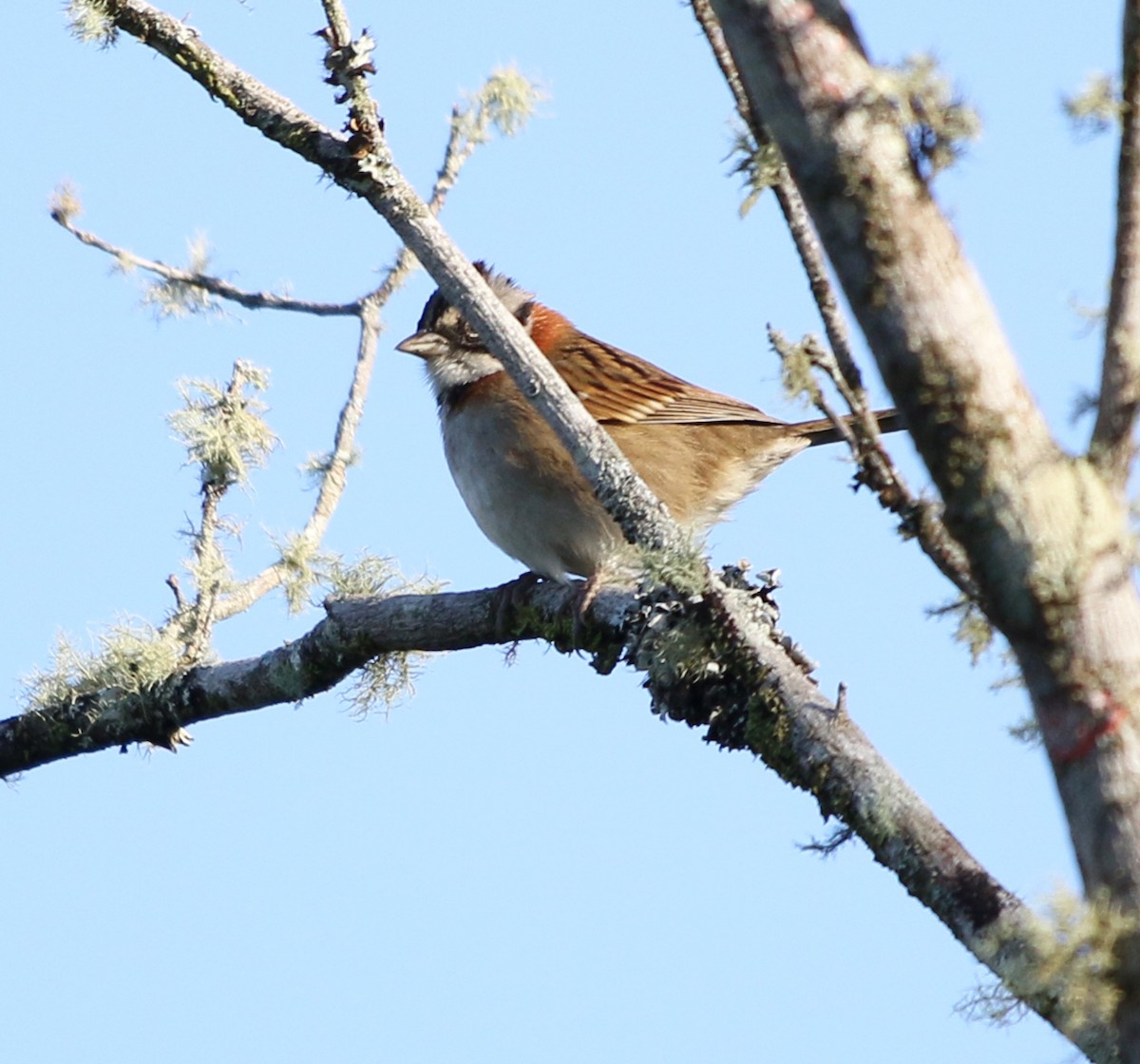 Rufous-collared Sparrow - ML620866141