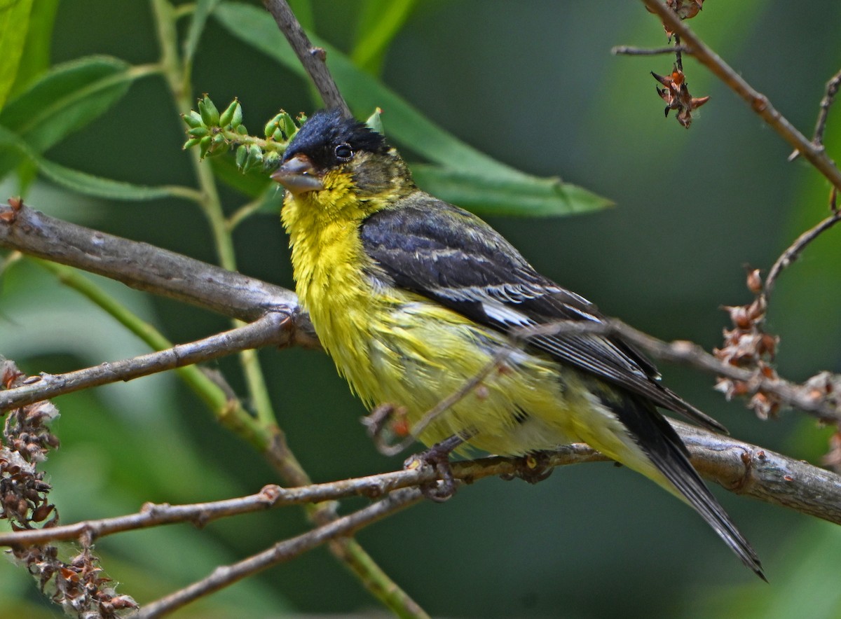 Lesser Goldfinch - ML620866147