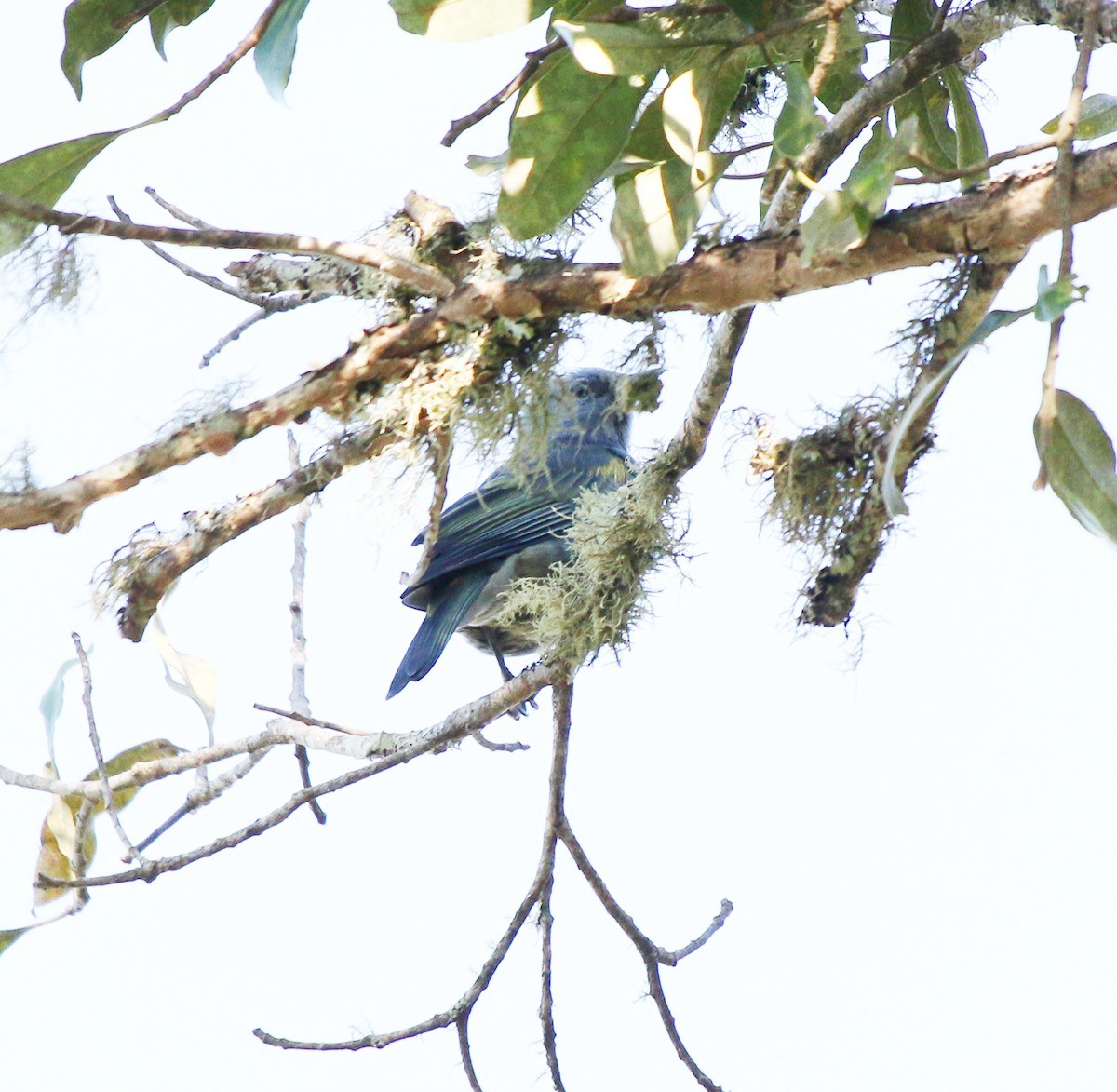 Golden-chevroned Tanager - ML620866154