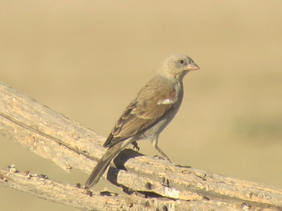 Southern Gray-headed Sparrow - ML620866165