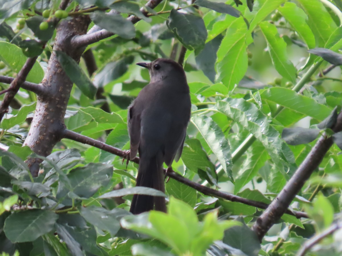 Gray Catbird - Pat Weber