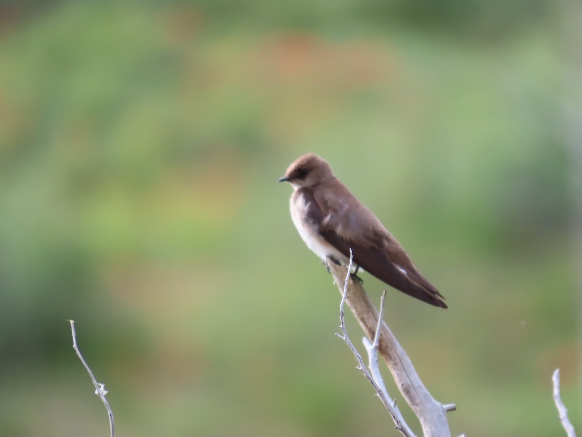 Golondrina Aserrada - ML620866182